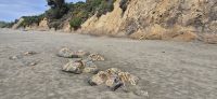 201 Moeraki Boulders