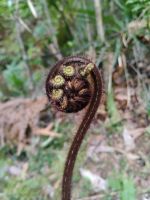 Farn, Spaziergang im Waiau Kauri Grove