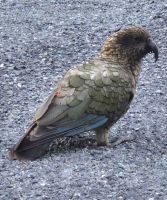 254 Kea Gebirgspapagei