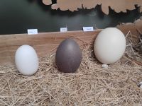 Größenvergleich  &ndash; &copy; Monika Cortese (Eberhardt TRAVEL)