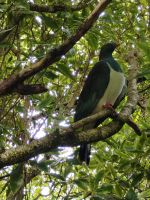 Neuseeländische Waldtaube  &ndash; &copy; Monika Cortese (Eberhardt TRAVEL)