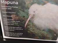 Mapuna, ein seltener Albino-Kiwi &ndash; &copy; Monika Cortese (Eberhardt TRAVEL)