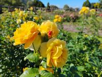 Lady Norwood Rose Garden &ndash; &copy; Monika Cortese (Eberhardt TRAVEL)