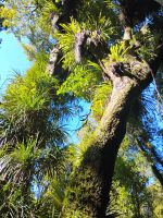 Kaitoke Regional Park &ndash; &copy; Monika Cortese (Eberhardt TRAVEL)