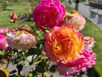 Lady Norwood Rose Garden &ndash; &copy; Monika Cortese (Eberhardt TRAVEL)