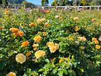 Lady Norwood Rose Garden &ndash; &copy; Monika Cortese (Eberhardt TRAVEL)
