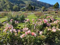 Lady Norwood Rose Garden &ndash; &copy; Monika Cortese (Eberhardt TRAVEL)