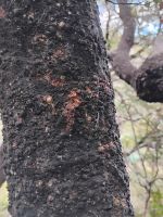 Buchenstamm mit Rußtau: Fäden von Schildläusen, deren Honigtau Insekten ernährt &ndash; &copy; Monika Cortese (Eberhardt TRAVEL)