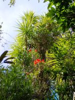 Rātā trifft Cabbage Tree – zwei besondere Baumgestalten Neuseelands &ndash; &copy; Monika Cortese (Eberhardt TRAVEL)