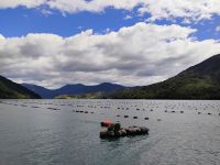 Muschelfarm im Kenepuru Sound  &ndash; &copy; Monika Cortese (Eberhardt TRAVEL)