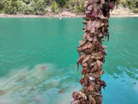 Muscheln werden hochgezogen &ndash; &copy; Monika Cortese (Eberhardt TRAVEL)