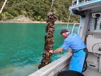 ...und geerntet  &ndash; &copy; Monika Cortese (Eberhardt TRAVEL)