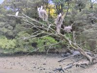 Kormorane  &ndash; &copy; Monika Cortese (Eberhardt TRAVEL)