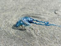 Barfußläufer aufgepasst! &ndash; &copy; Monika Cortese (Eberhardt TRAVEL)