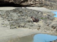 Seebärenjunge ganz nah  &ndash; &copy; Monika Cortese (Eberhardt TRAVEL)