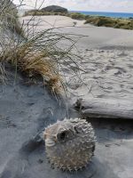 Kugelfisch fehl am Platz! &ndash; &copy; Monika Cortese (Eberhardt TRAVEL)