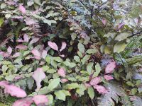 Horopito  &ndash; &copy; Monika Cortese (Eberhardt TRAVEL)