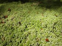 Sphagnum &ndash; &copy; Monika Cortese (Eberhardt TRAVEL)