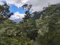 Alpiner Natur Walk am Lewis Pass  &ndash; &copy; Monika Cortese (Eberhardt TRAVEL)