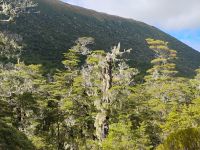 Alpiner Natur Walk am Lewis Pass  &ndash; &copy; Monika Cortese (Eberhardt TRAVEL)