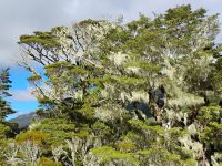 Alpiner Natur Walk am Lewis Pass  &ndash; &copy; Monika Cortese (Eberhardt TRAVEL)
