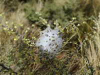 Spinnennest-Architektur  &ndash; &copy; Monika Cortese (Eberhardt TRAVEL)