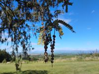 Rundum-Aussichtspunkt”Waitohi Bush