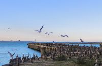 Kormorane und Tölpel  &ndash; &copy; Monika Cortese (Eberhardt TRAVEL)