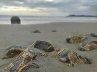Moeraki Boulders &ndash; &copy; Monika Cortese (Eberhardt TRAVEL)
