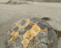 Moeraki Boulders &ndash; &copy; Monika Cortese (Eberhardt TRAVEL)