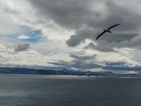 Otago Halbinsel Royal Albatross Centre &ndash; &copy; Monika Cortese (Eberhardt TRAVEL)