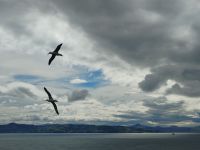 Otago Halbinsel Royal Albatross Centre &ndash; &copy; Monika Cortese (Eberhardt TRAVEL)