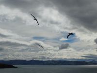 Otago Halbinsel Royal Albatross Centre &ndash; &copy; Monika Cortese (Eberhardt TRAVEL)