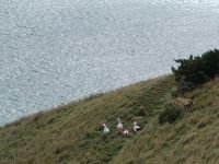 Otago Halbinsel Royal Albatross Centre &ndash; &copy; Monika Cortese (Eberhardt TRAVEL)