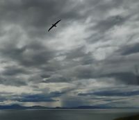 Otago Halbinsel Royal Albatross Centre &ndash; &copy; Monika Cortese (Eberhardt TRAVEL)