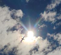 Albatros  &ndash; &copy; Monika Cortese (Eberhardt TRAVEL)