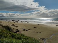 Seelöwen am Strand kurz vor Nugget Point &ndash; &copy; Monika Cortese (Eberhardt TRAVEL)