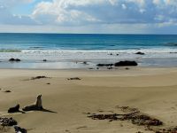 Seelöwen am Strand kurz vor Nugget Point &ndash; &copy; Monika Cortese (Eberhardt TRAVEL)