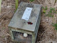 Falle mit rotem Admiral &ndash; &copy; Monika Cortese (Eberhardt TRAVEL)