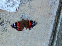 Neuseelands roter Admiral &ndash; &copy; Monika Cortese (Eberhardt TRAVEL)