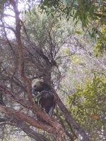 Kaka &ndash; &copy; Monika Cortese (Eberhardt TRAVEL)