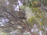 Kaka &ndash; &copy; Monika Cortese (Eberhardt TRAVEL)