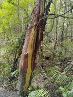 Tōtara (vom Kaka entrindet) &ndash; &copy; Monika Cortese (Eberhardt TRAVEL)