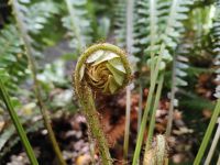 Farne überall  &ndash; &copy; Monika Cortese (Eberhardt TRAVEL)