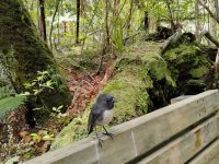 Stewart Island Robin &ndash; &copy; Monika Cortese (Eberhardt TRAVEL)