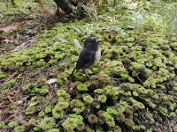 Stewart Island Robin  &ndash; &copy; Monika Cortese (Eberhardt TRAVEL)