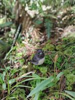 Stewart Island Robin  &ndash; &copy; Monika Cortese (Eberhardt TRAVEL)