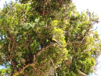 Bellbird &ndash; &copy; Monika Cortese (Eberhardt TRAVEL)