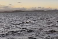 White-capped Albatross  &ndash; &copy; Monika Cortese (Eberhardt TRAVEL)