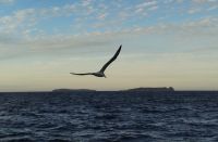 White-capped Albatross  &ndash; &copy; Monika Cortese (Eberhardt TRAVEL)